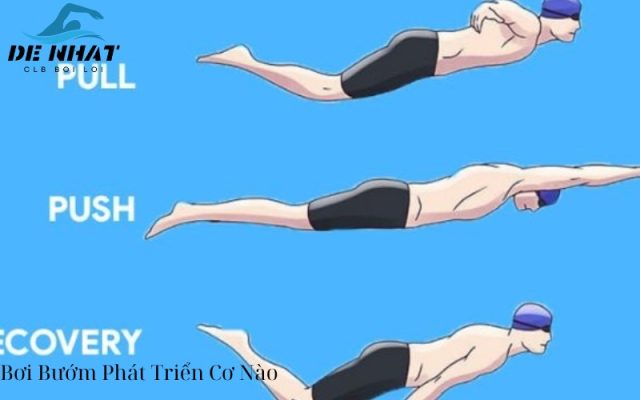 Bơi Bướm Phát Triển Cơ Nào