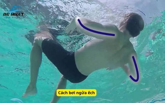 Cách bơi ngửa ếch